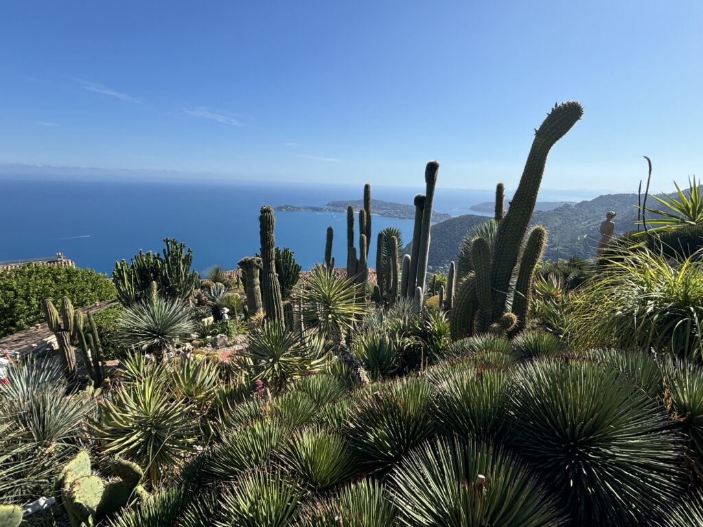 Cactus garden high above the sea.